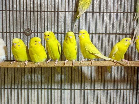 Vogelmarkt in Antwerpen